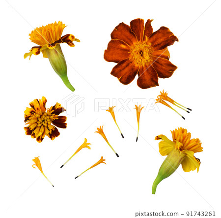 Set of orange and brown marigold flowers isolated Set of orange and brown marigold flowers isolated 91743261