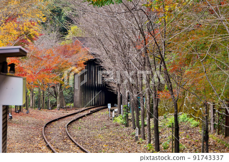 Autumn leaves covering the Kiyotaki tunnel entrance of the truck train-Take a picture of Arashiyama at Torokko Hozukyo Station 91743337