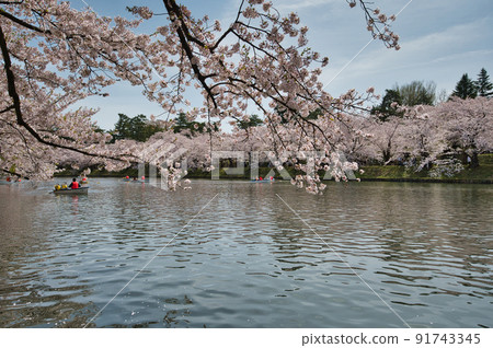 櫻花盛開的弘前公園，西持的風景 91743345