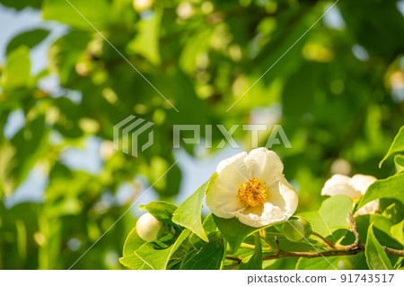 開花的夏天山茶花 91743517