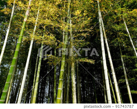 Bamboo grows straight Bamboo grows straight 91743787