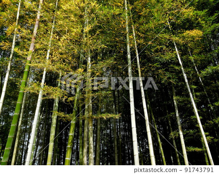 竹子長得筆直 91743791