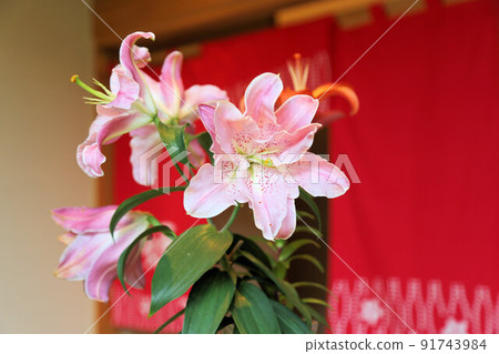 A pink lily flower that blooms in full bloom in front of the curtain A pink lily flower that blooms in full bloom in front of the curtain 91743984