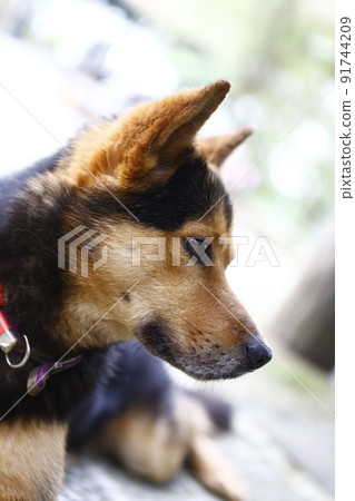 狗狗 狗狗 91744209