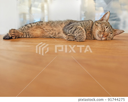 Copyspace with a cat sleeping quietly alone. Cute tabby kitten snoozing on a table for an afternoon nap. Happy brown kitty feeling tired after a playful day. Shorthair breed purring while resting Copyspace with a cat sleeping quietly alone. Cute tabby kitten snoozing on a table for an afternoon nap. Happy brown kitty feeling tired after a playful day. Shorthair breed purring while resting 91744275