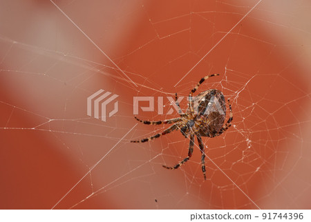 Below view of a walnut orb weaver spider in a web, isolated against a blurred red brick wall background. Closeup of a striped brown arachnid. The nuctenea umbratica is from the araneidae family. 91744396