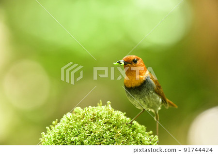 一隻知更鳥站在球散景的背景中，有一條綠色的蠕蟲 91744424