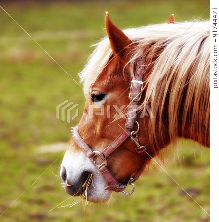 Closeup of a brown horses face eating on a lush green landscape on a summer day. One wild horse grazing on rural farm land or lawn. Zoom on pony feeding on a breezy pasture in early spring morning 91744471