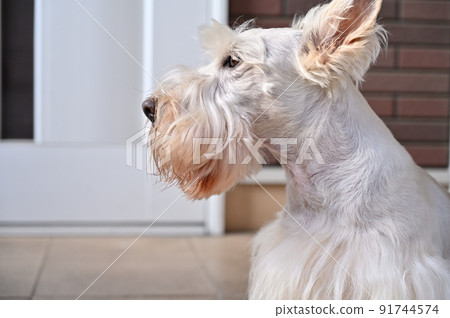 夏季切割的蘇格蘭梗犬（蘇格蘭梗犬）的特寫鏡頭 91744574