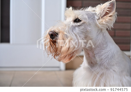 夏季切割的蘇格蘭梗犬（蘇格蘭梗犬）的特寫鏡頭 91744575