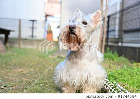 蘇格蘭梗有一張快樂的臉（蘇格蘭梗） 91744584