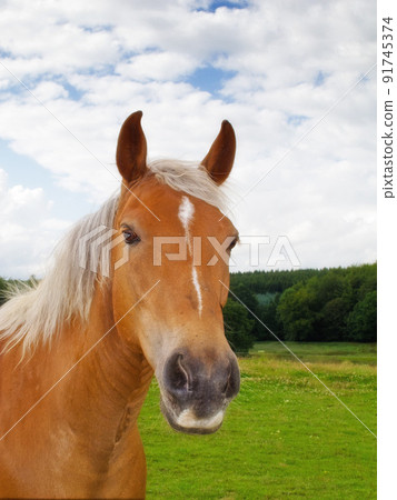 Portrait of a brown horse on a field outside. Animal in grass farm land near a forest on a cloudy day. Chestnut pony grazing on a lush spring landscape. Lovely nature scene of rural green meadow Portrait of a brown horse on a field outside. Animal in grass farm land near a forest on a cloudy day. Chestnut pony grazing on a lush spring landscape. Lovely nature scene of rural green meadow 91745374
