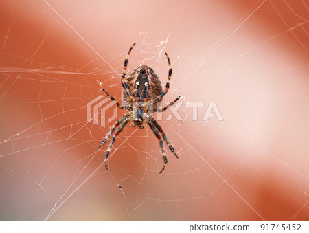 Closeup of a spider in a web from below, isolated against a white orange background. Striped brown and black walnut orb weaver Spider. The nuctenea umbratica is an arachnid from the araneidae family. Closeup of a spider in a web from below, isolated against a white orange background. Striped brown and black walnut orb weaver Spider. The nuctenea umbratica is an arachnid from the araneidae family. 91745452