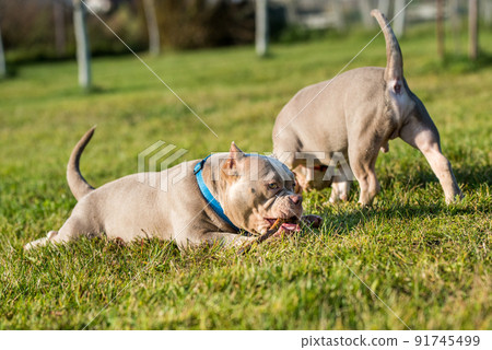 Two pocket Lilac color American Bully puppies dogs are playing in move outside. Two pocket Lilac color American Bully puppies dogs are playing in move outside. 91745499