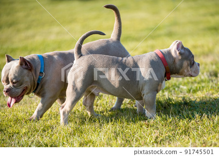 Two pocket Lilac color American Bully puppies dogs are playing in move outside. Two pocket Lilac color American Bully puppies dogs are playing in move outside. 91745501