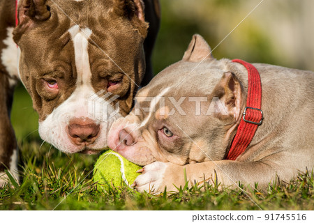 Two American Bully puppies dogs are playing with tennis ball on grass. Two American Bully puppies dogs are playing with tennis ball on grass. 91745516