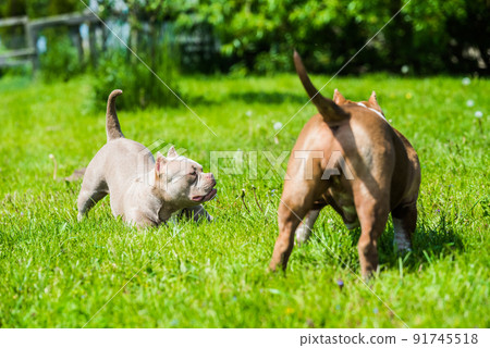 American Bully puppies dogs are playing on nature 91745518