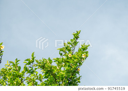 藍天和夏天的山茶花 91745519