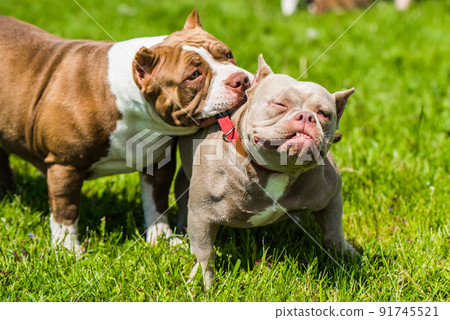 American Bully puppies dogs are playing on nature. A dog is pulling another dog by the collar. American Bully puppies dogs are playing on nature. A dog is pulling another dog by the collar. 91745521
