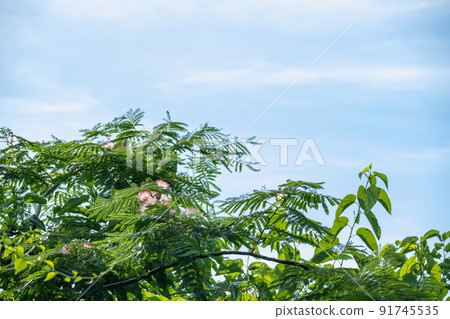 藍天和Nemnock 91745535