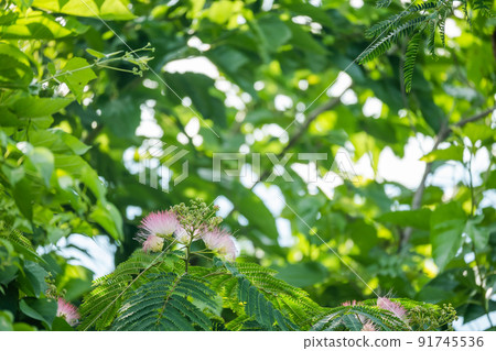 初夏開花的合歡 91745536