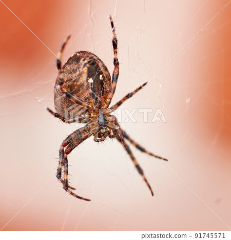 Closeup of a spider in a web from below, isolated against a white orange background. Striped brown and black walnut orb weaver Spider. The nuctenea umbratica is an arachnid from the araneidae family. 91745571