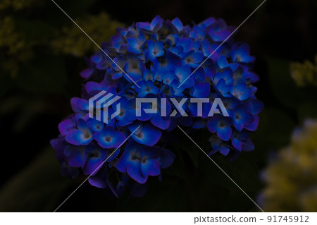 Fantastic blooming hydrangea Fantastic blooming hydrangea 91745912