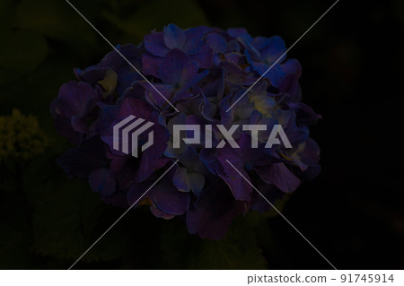 Fantastic blooming hydrangea Fantastic blooming hydrangea 91745914
