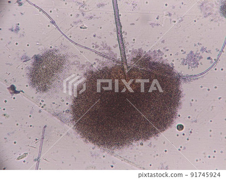 A state of large grown spores A state of large grown spores 91745924