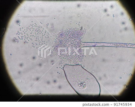 Micrograph of clear spores Micrograph of clear spores 91745934