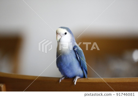 鸚鵡 鸚鵡 91746081