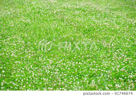 Blooming white clover flowers Blooming white clover flowers 91746674