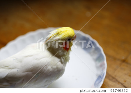 鸚鵡 91746852