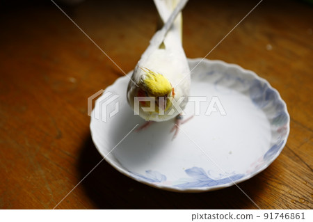 鸚鵡 91746861