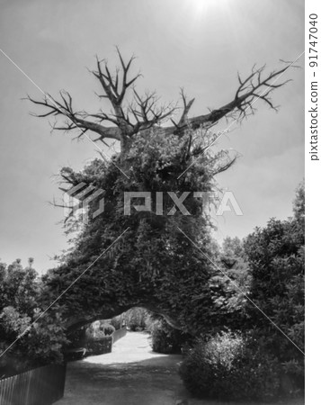 Giant dry tree entwined with lush acacia. Gloomy picture. Cinematic mystical effect. Monochrome defocused image 91747040