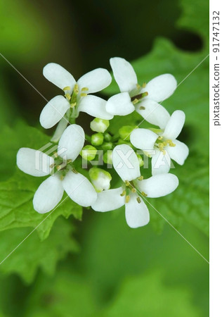 Healing garlic mustard flower Alliaria petiolata Healing garlic mustard flower Alliaria petiolata 91747132