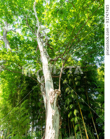 Interesting scenery of early summer: Shimasarusuberi where the old bark is removed and the pure white bark appears. Interesting scenery of early summer: Shimasarusuberi where the old bark is removed and the pure white bark appears. 91747485