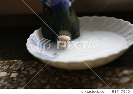 鸚鵡 91747960