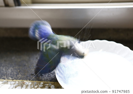 鸚鵡 鸚鵡 91747985