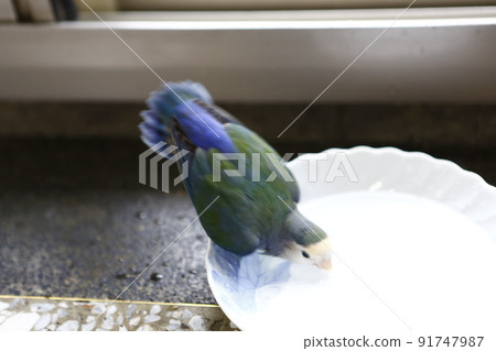 鸚鵡 鸚鵡 91747987