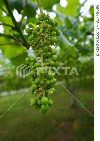 Immature Shine Muscat Immature Shine Muscat 91748098
