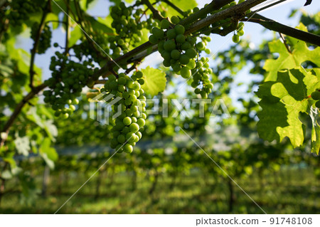 Immature Sauvignon Blanc Immature Sauvignon Blanc 91748108