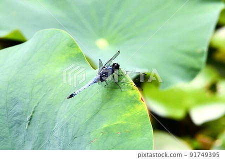 Dragonfly Dragonfly 91749395