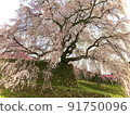 Weeping cherry tree 91750096
