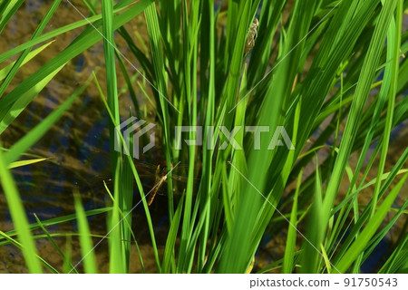 出現在稻田德島的蜻蜓 91750543