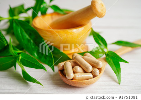 Andrographis paniculata or Kariyat leaf plant with herb capsules to treating covid19 coronavirus infection. Andrographis paniculata or Kariyat leaf plant with herb capsules to treating covid19 coronavirus infection. 91751081