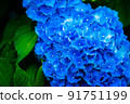 繡球 91751199