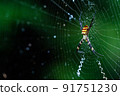 Araneidae 91751230