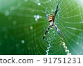 Araneidae 91751231