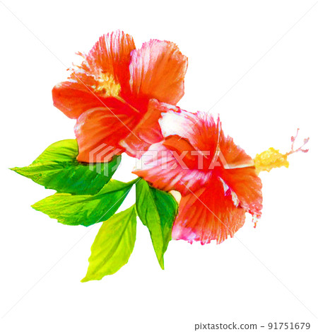 真實風格和水彩風格芙蓉的插圖 真實風格和水彩風格芙蓉的插圖 91751679